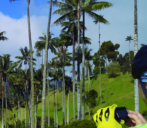 Wax Palm forest Cycling Tour